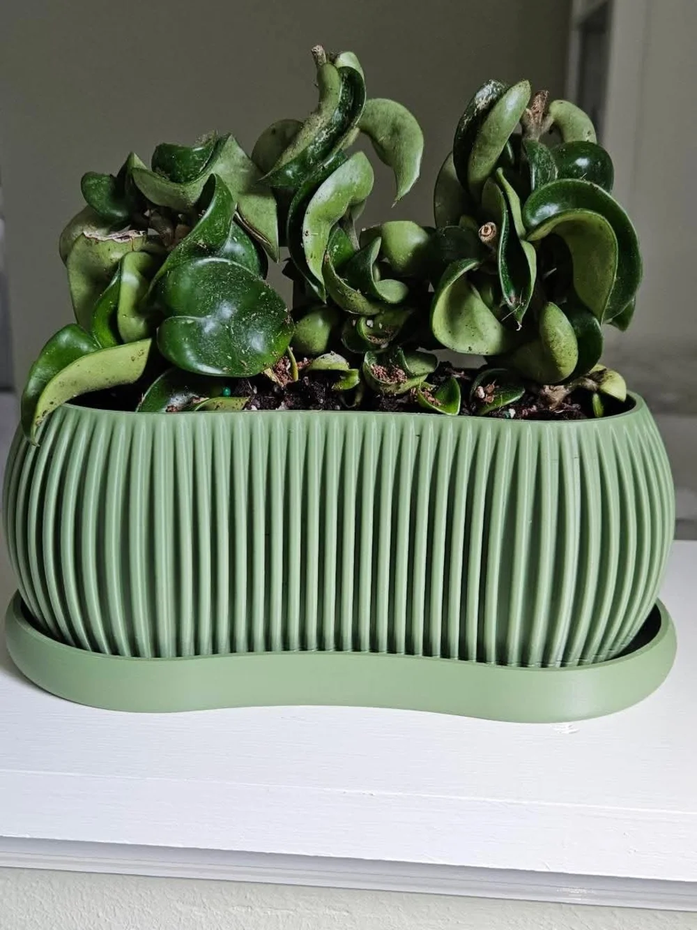Green Ribbed Planter with Tray -